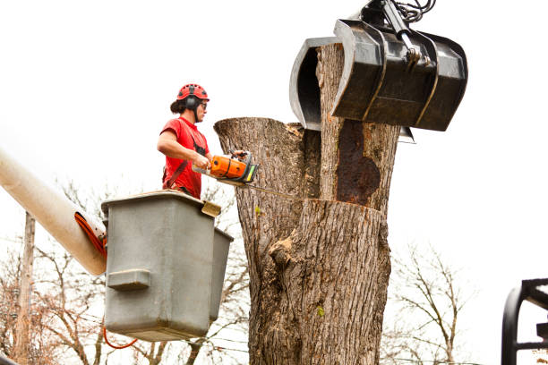 Best Seasonal Cleanup (Spring/Fall)  in Arvada, CO